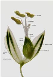  Spikelet (Opened)